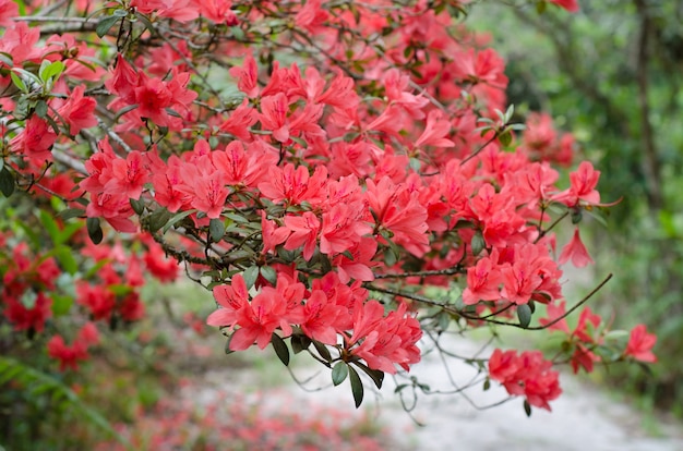 Azalia Kwitnąca Na Drzewie (rhododendron Simsii Planch)