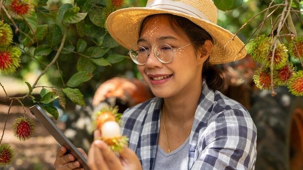 Azja Kobieta rolnik Rambutan owoców Rolnik Sprawdzanie jakości produktu Rambutan za pomocą tabletu lub smartfona Kobieta rolniczka trzymająca rambutan z upraw ekologicznych Zielony ogród