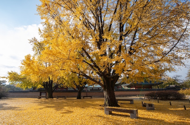 azja południowa korea azjatycki seul jesień pałac turystyka podróże tradycyjny koreański gyeongbokgung punkt orientacyjny natura miasto budynek drewno stary orientalny królewski architektura starożytny niebo gyeongb