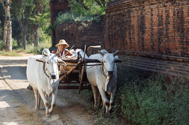 Azjata porusza się na wozie z krowami zebu. Bagan. Myanmar