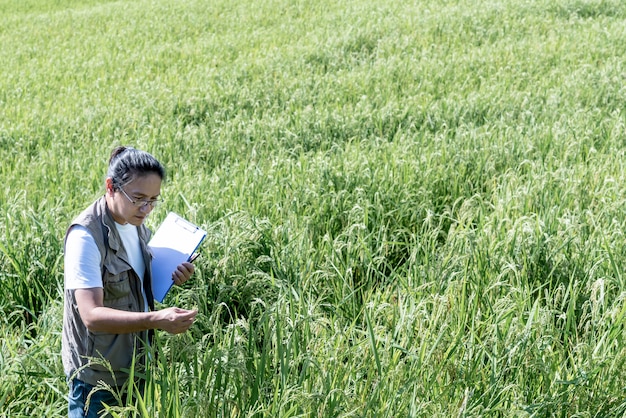 Azjatyccy mężczyźni rejestrują dane dotyczące roślin ryżu na rosnących i kompletnych polach