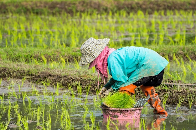 Azjatyccy średniorolni przeszczepu ryż rozsady w ryżu polu, rolnika flancowania ryż w dżdżystym morzu