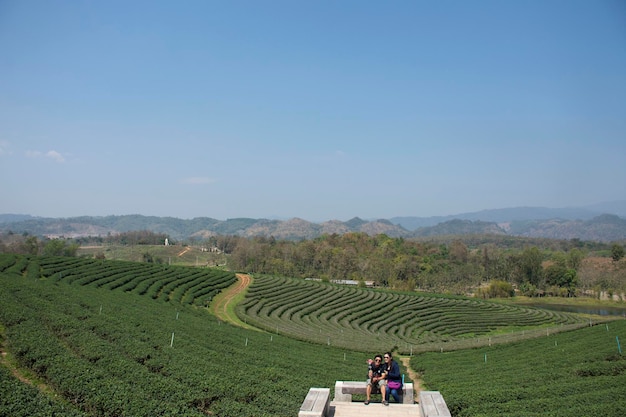 Azjatyccy Tajowie I Zagraniczni Podróżnicy Odwiedzają Podróż I Robią Zdjęcie W Punkcie Widokowym Plantacji Herbaty Choui Fong 22 Lutego 2018 R. W Chiang Rai Tajlandia