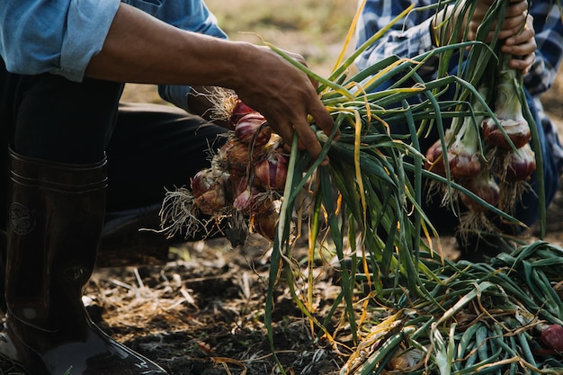 Azjatycka kobieta i rolnik pracujący razem w ekologicznej hydroponicznej farmie sałatkowej za pomocą tabletu sprawdzają jakość sałaty w ogrodzie szklarniowym Inteligentne rolnictwo