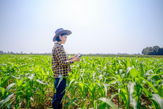 Azjatycka rolniczka w pasiastej koszuli pilotująca drona na polu kukurydzy