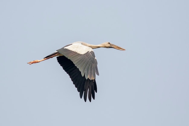 Azjatycki bocian openbill (Anastomus oscitans) latający na niebie. Ptak, Dzikie Zwierzęta.