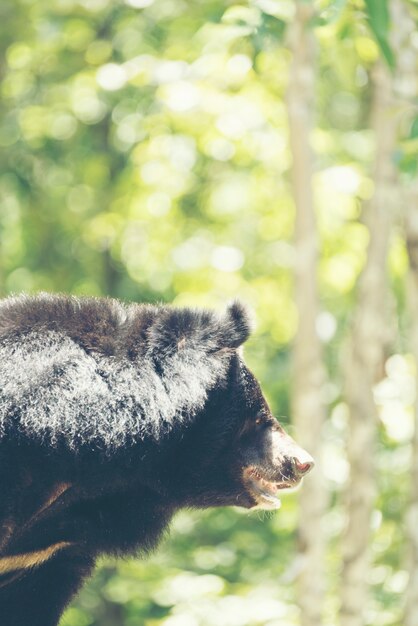 Azjatycki Czarny Niedźwiedź, Ursus Thibetanus