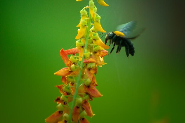 Azjatycki krajobraz w indonezji rano z pszczołami miodnymi latającymi na kwiatach