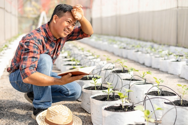 Azjatycki Młody Rolnik Pracuje W Gospodarstwie Młode Zielone Melony