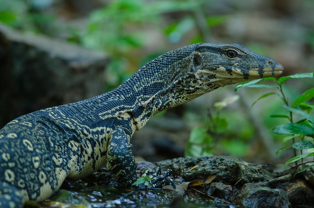 Azjatycki monitor wody (Varanus salvator salvator)