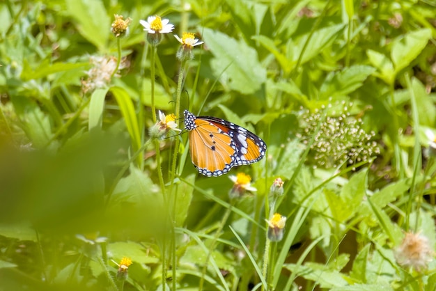 Azjatycki motyl monarcha