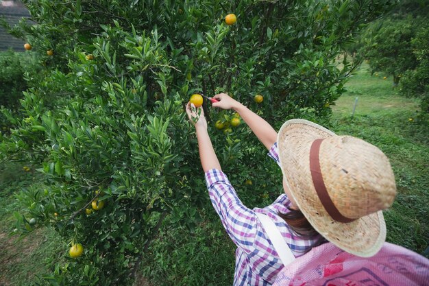 Azjatycki ogrodnik kobieta z koszem na plecach zbieranie pomarańczy nożyczkami w ogrodzie pola pomarańczy w godzinach porannych.