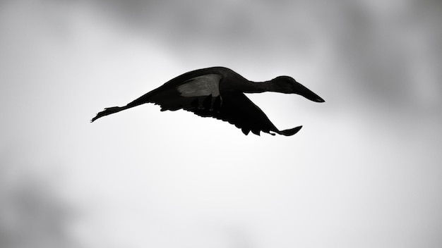 Azjatycki otwarty rachunek bocian latający skrzydło pozycje sylwetka czarno biała fotografia