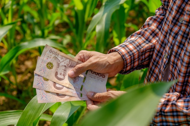 Azjatycki rolnik w pasiastej koszuli trzymający banknoty na polu kukurydzy