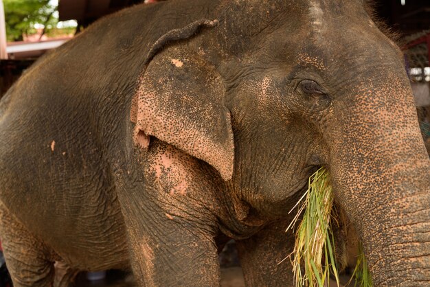 Azjatycki słoń cieszy się wiązką zdrowej zielonej trawy w Ayuttha