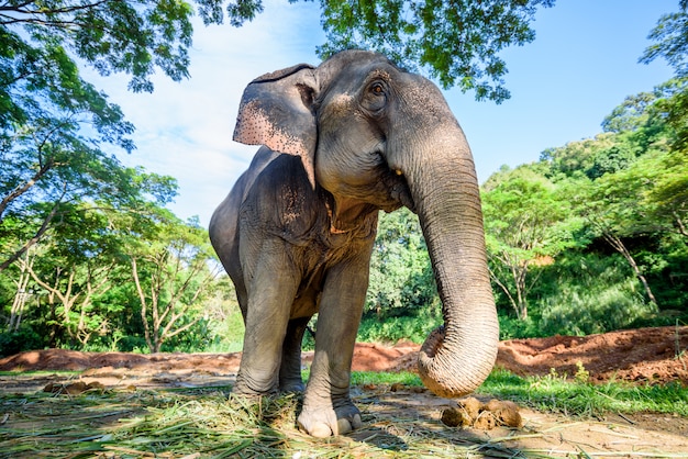 Azjatycki Słoń W Natura Parku, Chiang Mai, Tajlandia