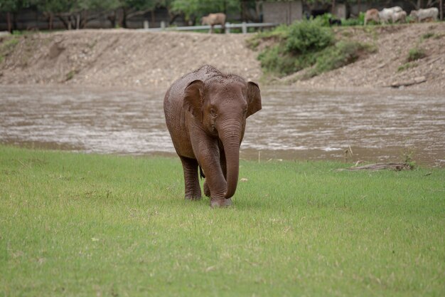 Azjatycki słoń w naturze przy słoń natury parkiem, Chiang Mai. Tajlandia.