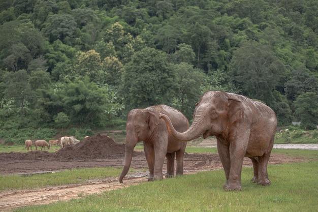 Azjatycki Słoń W Naturze Przy Słoń Natury Parkiem, Chiang Mai. Tajlandia.