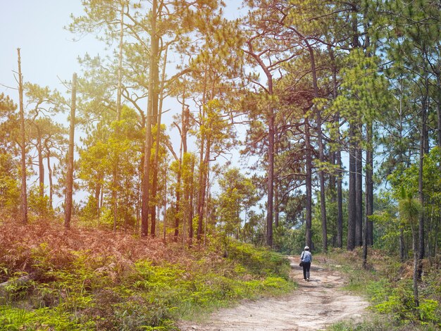 Azjatycki trekker spacer wśród zieleni wypiętrza las w lecie Turystyczny spacer na ścieżka sposobie w ulistnieniu w południowo-wschodni Asia.