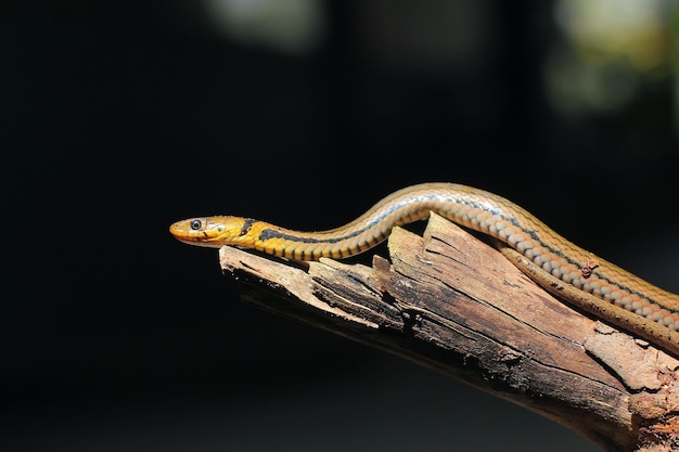 Zdjęcie azjatycki wąż wodny, wąż tygrysa wodnego jest endemiczny dla azji. nie jest jadowity.