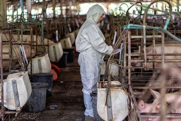 Azjatycki weterynarz pracuje i sprawdza dziecko świni w wieprze uprawia ziemię, zwierzę i świnie, uprawia ziemię przemysł