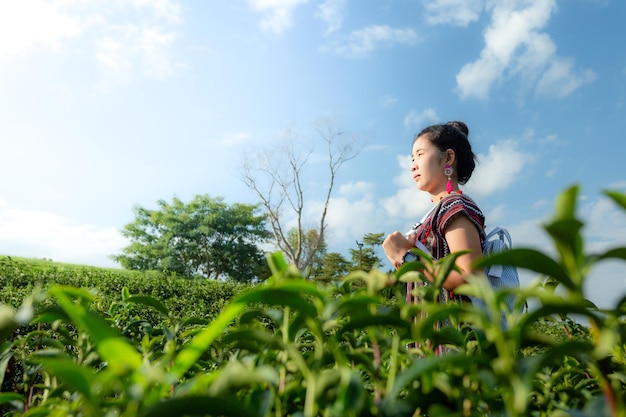 Azjatyckie kobiety w tradycyjnych strojach stojący na tarasie plantacji zielonej herbaty, Chiang mai, Tajlandia.