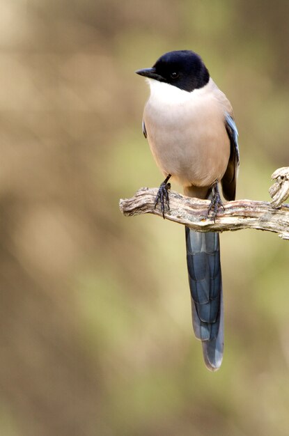 Azure-winged Sroka, Ptaki, Corvidae, Lazur, Sroka, Ptaki,, Cyanopica Cyanus