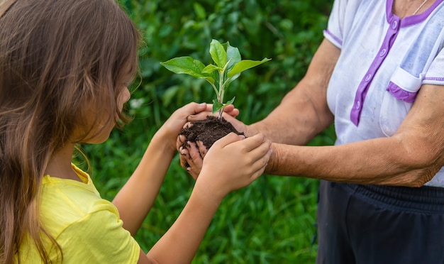 Babcia i dziecko trzymają w rękach kiełek rośliny. Selektywne skupienie. Natura.