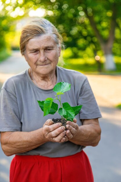 Babcia sadzi drzewo w ogrodzie Selektywne skupienie