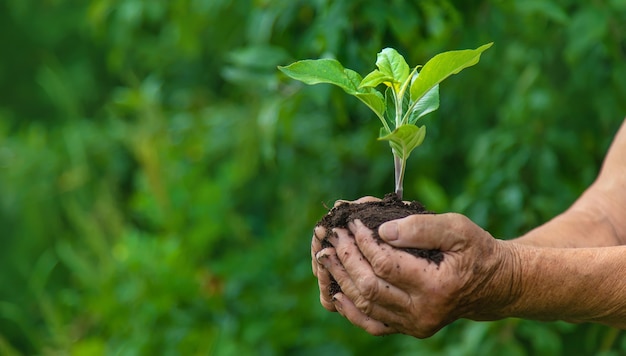 Babcia trzyma w rękach kiełek rośliny. Selektywne skupienie. Natura.