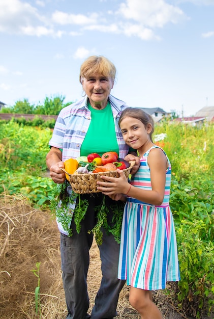 Babcia w ogrodzie z dzieckiem i zbiorem warzyw. Selektywne skupienie. Żywność.