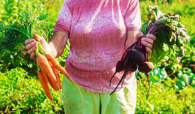 Babcia w ogrodzie zbiera żniwo. Selektywna ostrość.