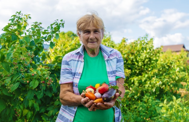 Babcia W Ogrodzie Ze Zbiorem Warzyw. Selektywne Skupienie.