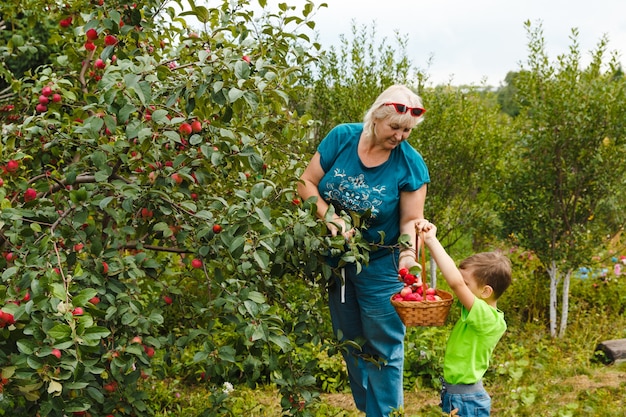 Babcia z młodym wnukiem zbierają i wkładają do koszyka świeże, soczyste jabłka