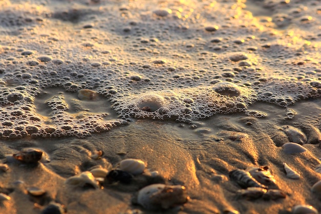 Bąbelki i muszle na plaży.