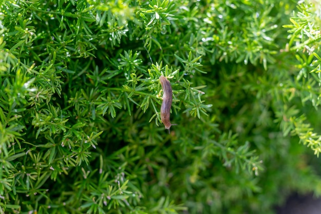 Babosa Marron En La Hierba Hãƒâƒã‚âºmeda. Gran Babosa De Espalda Redonda Arrastrã‚âƒã‚â¡ndose Por La Vegetaciã‚âƒã‚â³n En Un Campo Agrãƒâƒã‚âcola.