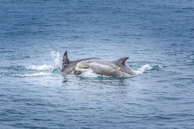 Zdjęcie baby dolphin z matką na pacyfiku