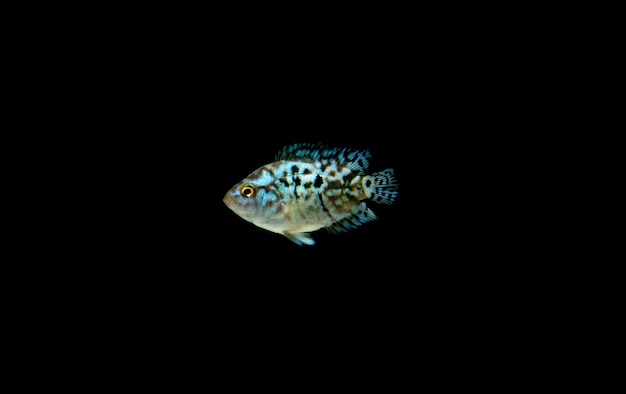 Baby Electric Blue Jack Dempsey (Rocio octofasciata)