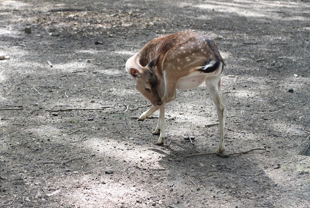 Zdjęcie baby jelenia bambi selektywne focus. scena dzikiej przyrody z natury. młoda piękna sarna. dzikie zwierzęta