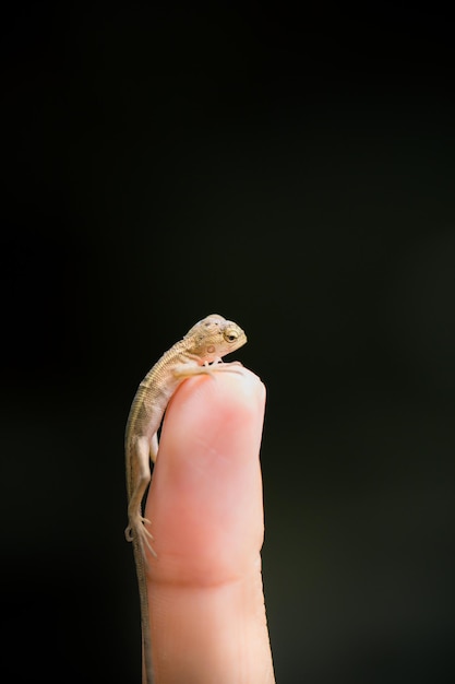 Baby kameleon pozowanie palec obraz makro skoncentrowany kameleon z Tajlandii