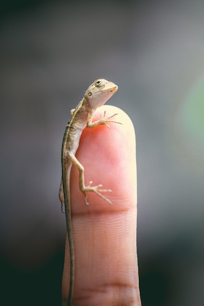 Baby kameleon pozowanie palec obraz makro skoncentrowany kameleon z Tajlandii