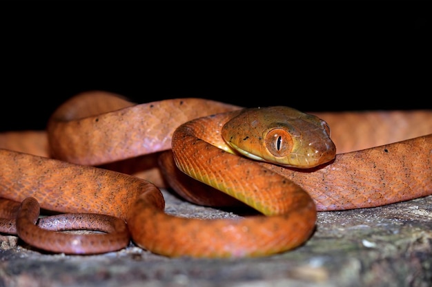 Baby Red Boiga Wąż Na Drzewie Zbliżenie Zwierząt Na Gałęzi