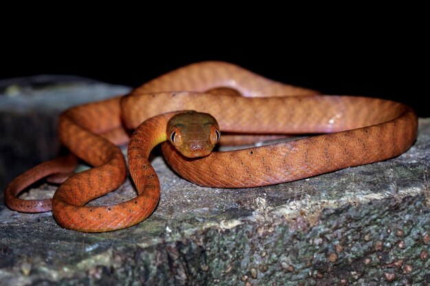 Baby Red boiga wąż na zbliżenie zwierząt drewnianych na gałęzi