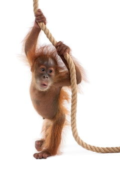 Baby sumatran orangutan, stojący