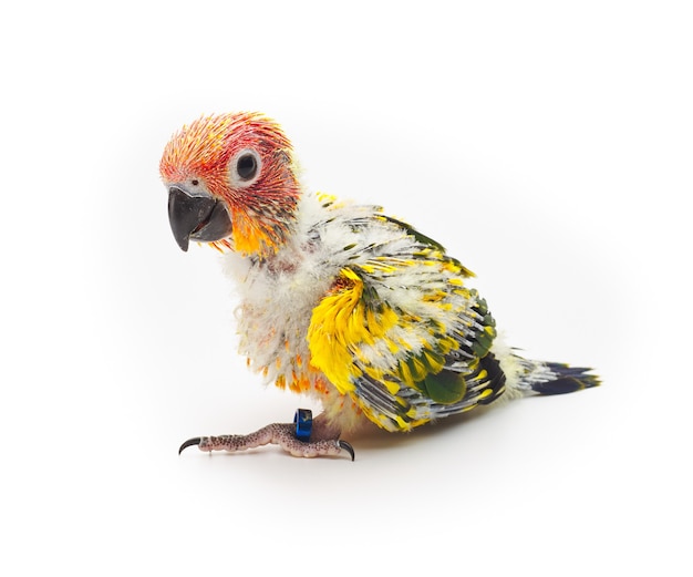 Zdjęcie baby sun conure, sun parakeet na białym tle. aratinga solstitialis