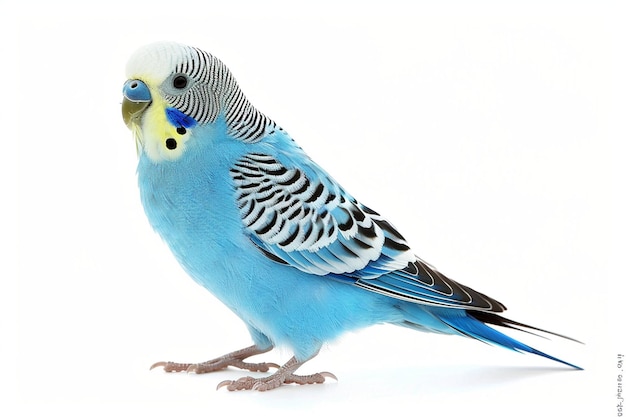 Babybule ptaków budgerigar budgies uroczy jasnoniebieski kolor