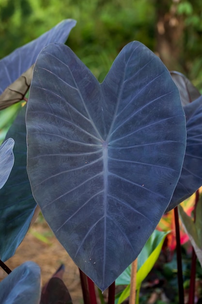 Zdjęcie back of colocasia esculenta black magic pozostawia dekorację w ogrodzie