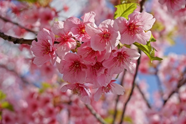 Zdjęcie backgraound sakura z bliska