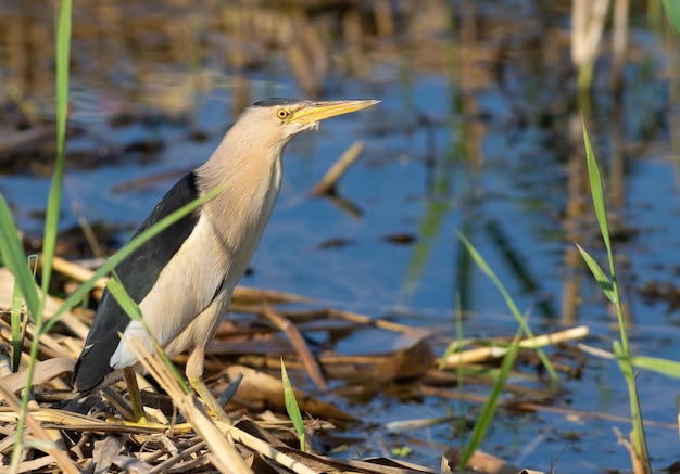 Bączek Ixobrychus minutus Ptak łapie zdobycz w trzcinach nad brzegiem rzeki