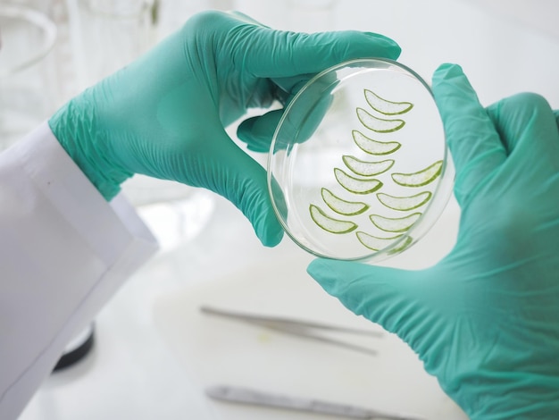 Zdjęcie badania biotechnologów polegały na wyselekcjonowaniu próbki aloesu do zastosowania w laboratorium nowy produkt do pielęgnacji skóry w laboratorium ziołolecznictwo z ziołowym organicznym naturalnym w laboratorium